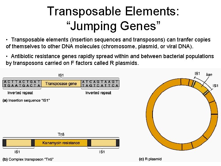 Transposable Elements: “Jumping Genes” • Transposable elements (insertion sequences and transposons) can tranfer copies