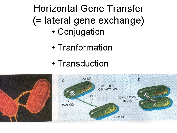 Horizontal Gene Transfer (= lateral gene exchange) • Conjugation • Tranformation • Transduction 