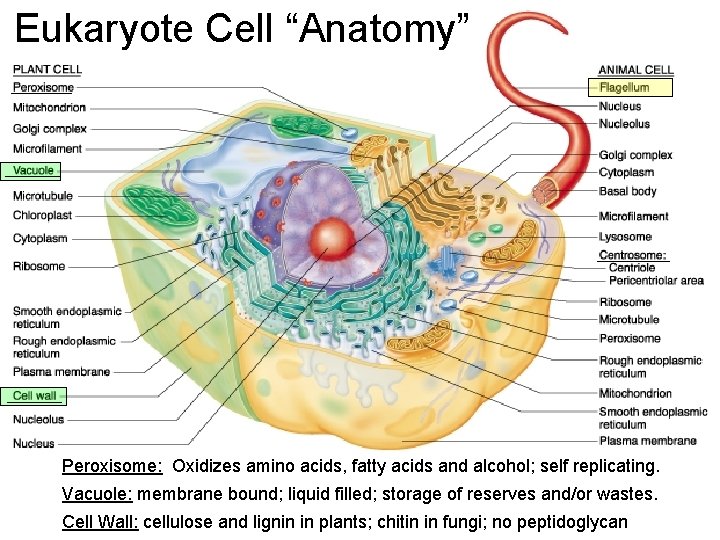 Eukaryote Cell “Anatomy” Peroxisome: Oxidizes amino acids, fatty acids and alcohol; self replicating. Vacuole: