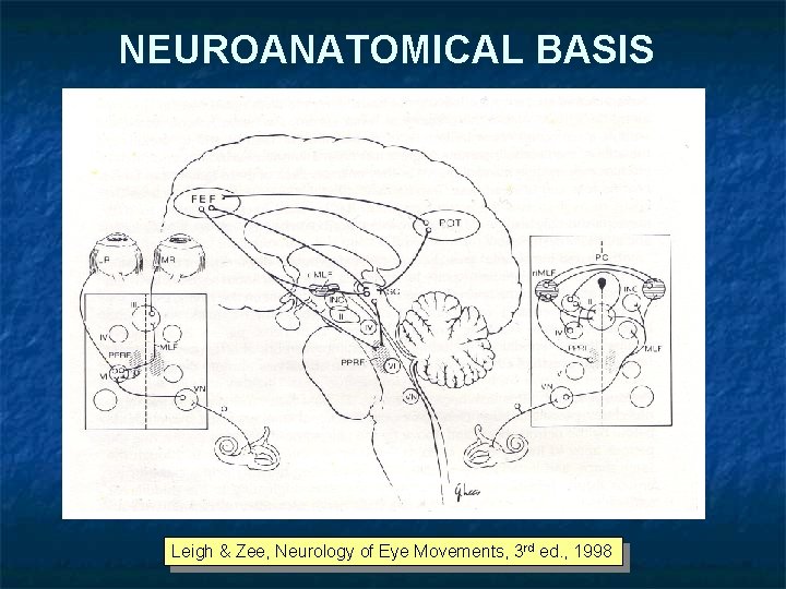 NEUROANATOMICAL BASIS Leigh & Zee, Neurology of Eye Movements, 3 rd ed. , 1998