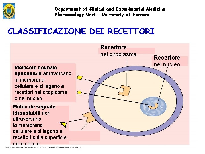 Department of Clinical and Experimental Medicine Pharmacology Unit - University of Ferrara CLASSIFICAZIONE DEI