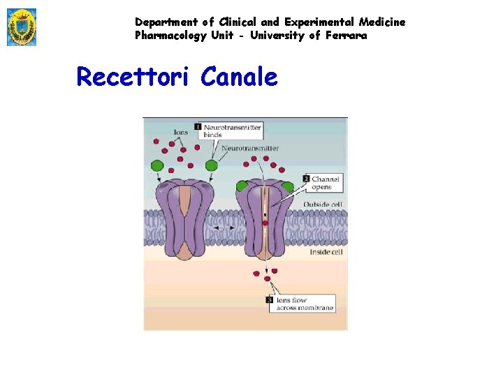 Department of Clinical and Experimental Medicine Pharmacology Unit - University of Ferrara Recettori Canale