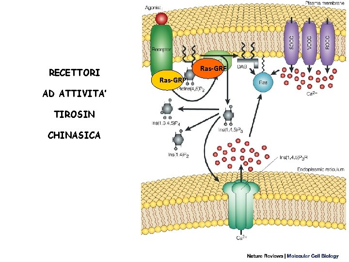 RECETTORI AD ATTIVITA’ TIROSIN CHINASICA Ras-GRF Ras-GRP 