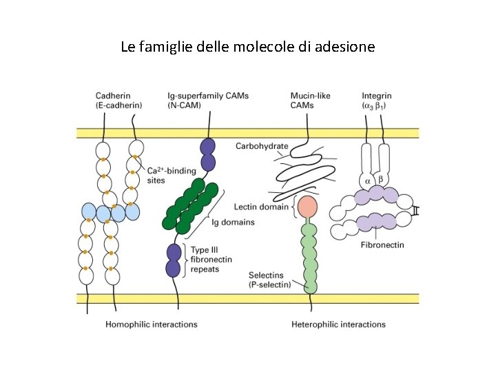 Le famiglie delle molecole di adesione 