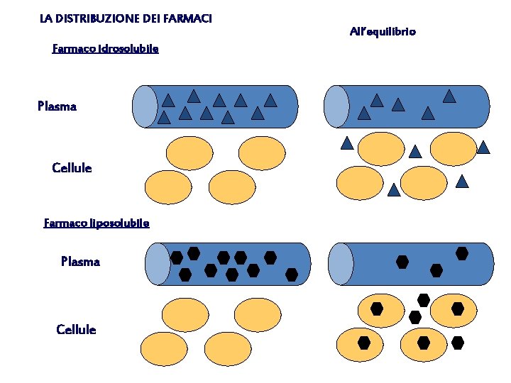 LA DISTRIBUZIONE DEI FARMACI Farmaco idrosolubile Plasma Cellule Farmaco liposolubile Plasma Cellules All’equilibrio 