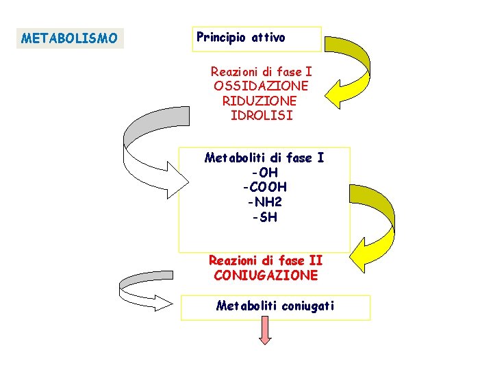 METABOLISMO Principio attivo Reazioni di fase I OSSIDAZIONE RIDUZIONE IDROLISI Metaboliti di fase I