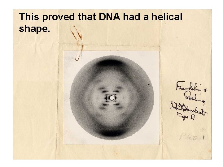 This proved that DNA had a helical shape. 