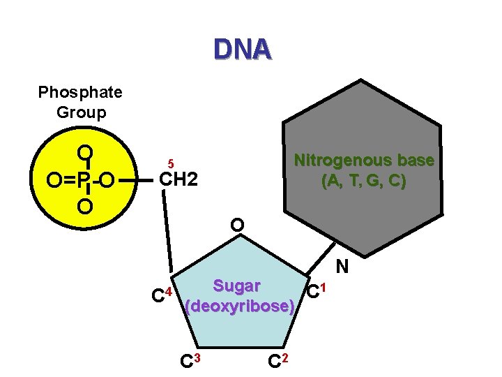 DNA Phosphate Group O O=P-O O Nitrogenous base (A, T, G, C) 5 CH