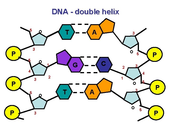 DNA - double helix 5 T O A 3 P 5 O C G