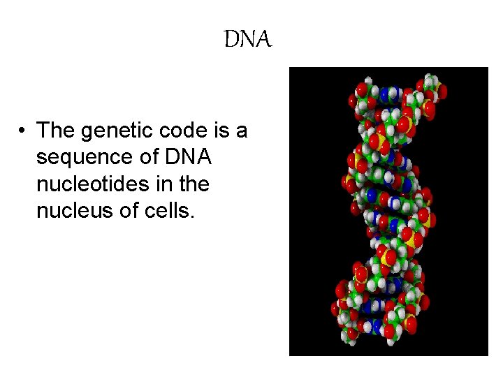 DNA • The genetic code is a sequence of DNA nucleotides in the nucleus