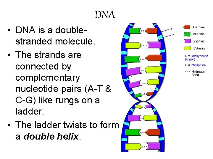 DNA • DNA is a doublestranded molecule. • The strands are connected by complementary