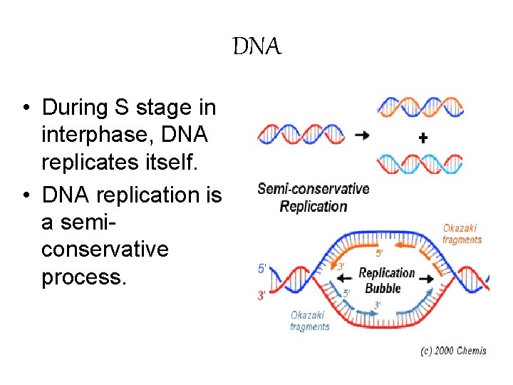 DNA • During S stage in interphase, DNA replicates itself. • DNA replication is