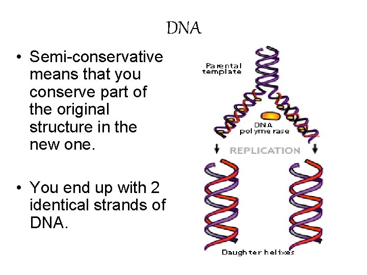 DNA • Semi-conservative means that you conserve part of the original structure in the