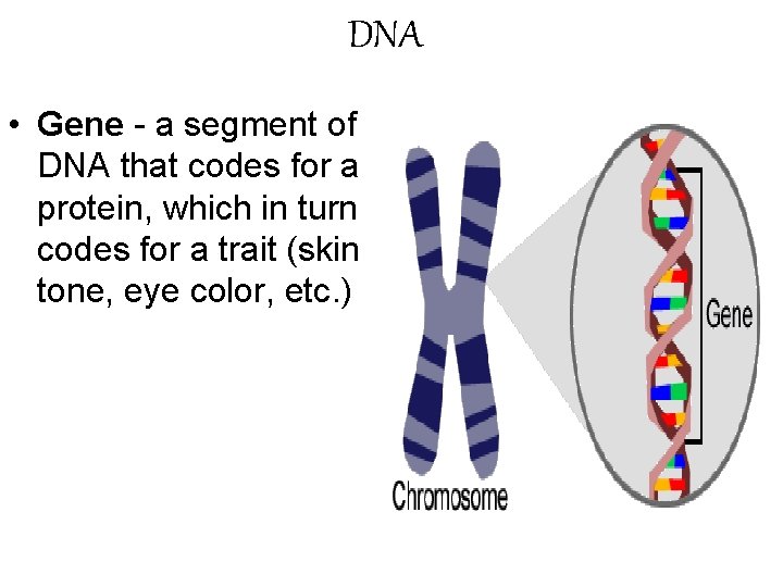 DNA • Gene - a segment of DNA that codes for a protein, which