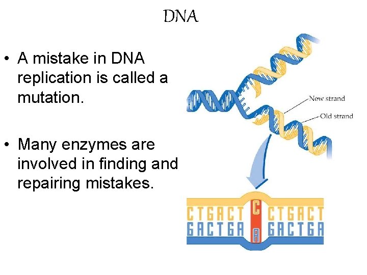 DNA • A mistake in DNA replication is called a mutation. • Many enzymes