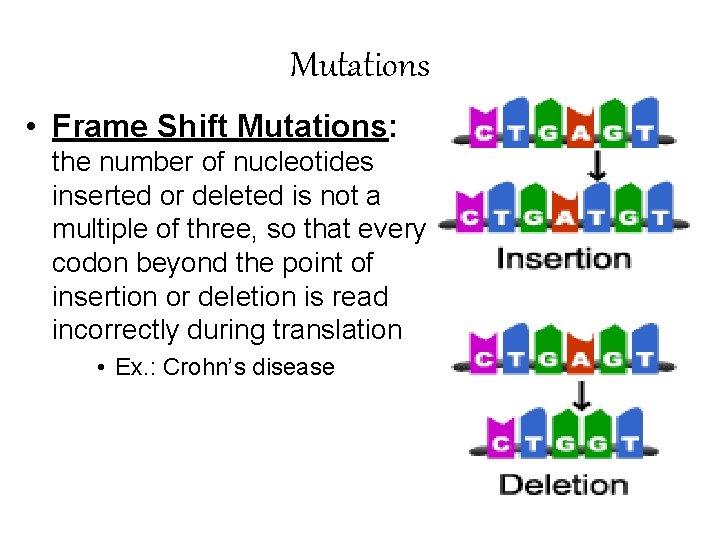Mutations • Frame Shift Mutations: the number of nucleotides inserted or deleted is not