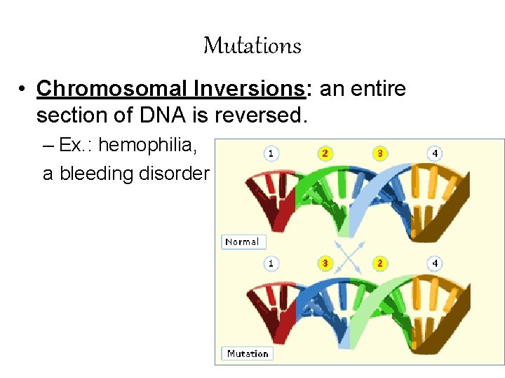 Mutations • Chromosomal Inversions: an entire section of DNA is reversed. – Ex. :