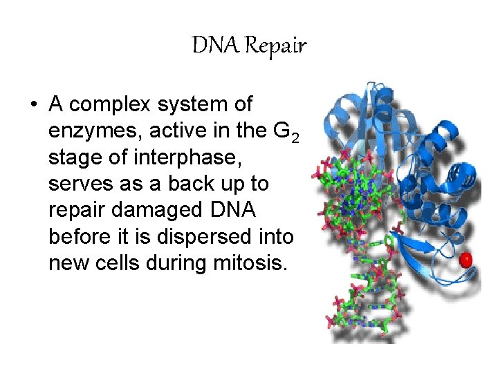 DNA Repair • A complex system of enzymes, active in the G 2 stage
