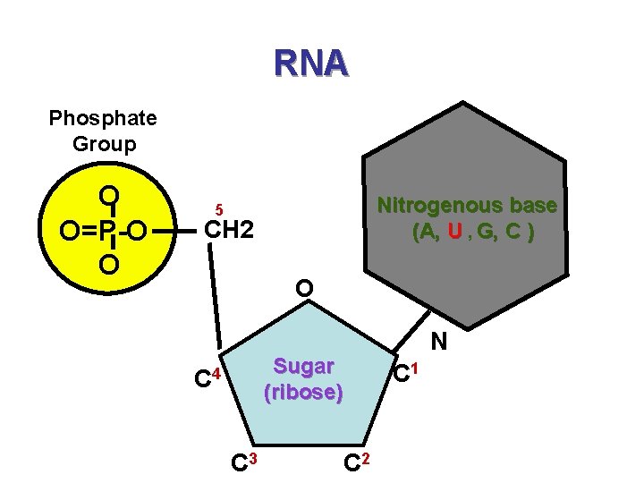 RNA Phosphate Group O O=P-O O Nitrogenous base (A, U , G, C )