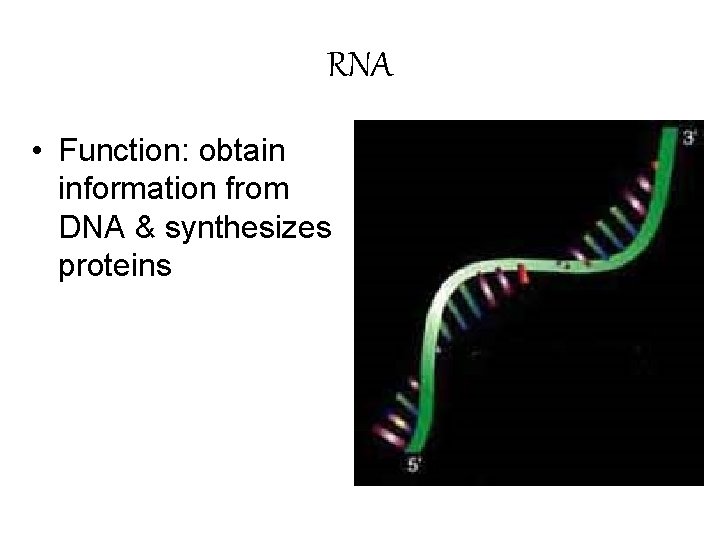 RNA • Function: obtain information from DNA & synthesizes proteins 