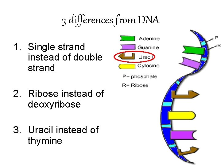 3 differences from DNA 1. Single strand instead of double strand 2. Ribose instead