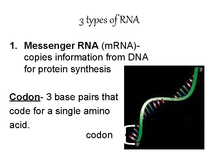 3 types of RNA 1. Messenger RNA (m. RNA)- copies information from DNA for