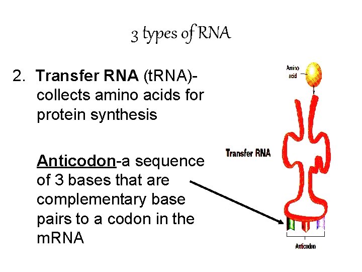 3 types of RNA 2. Transfer RNA (t. RNA)- collects amino acids for protein