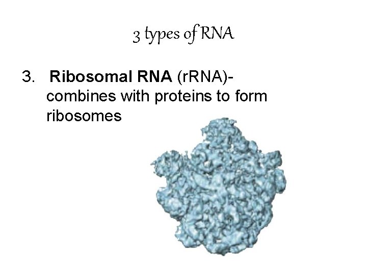 3 types of RNA 3. Ribosomal RNA (r. RNA)- combines with proteins to form