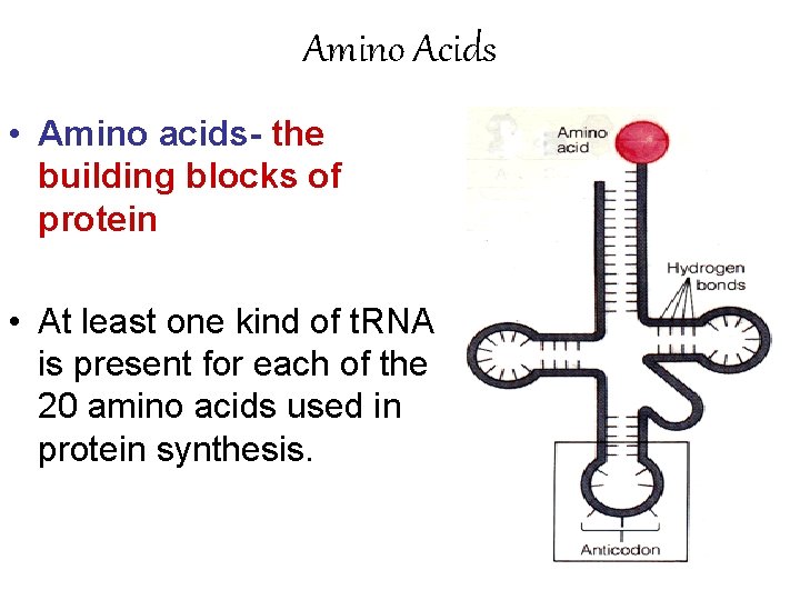 Amino Acids • Amino acids- the building blocks of protein • At least one