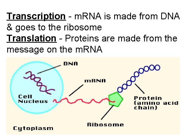 Transcription - m. RNA is made from DNA & goes to the ribosome Translation