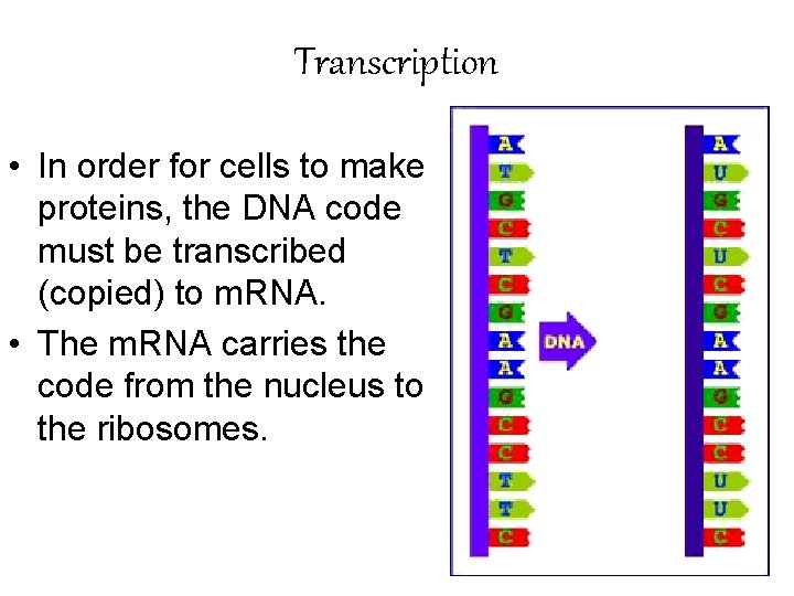 Transcription • In order for cells to make proteins, the DNA code must be