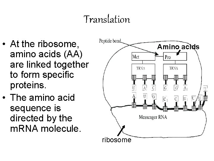 Translation • At the ribosome, amino acids (AA) are linked together to form specific