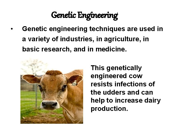 Genetic Engineering • Genetic engineering techniques are used in a variety of industries, in