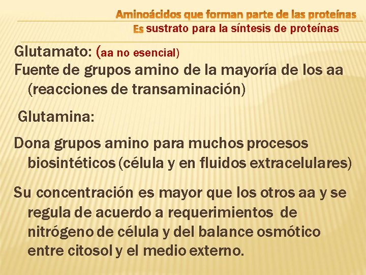 sustrato para la síntesis de proteínas Glutamato: (aa no esencial) Fuente de grupos amino