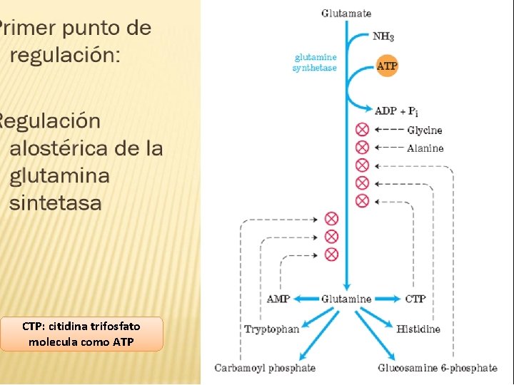 CTP: citidina trifosfato molecula como ATP 