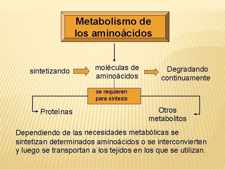 Metabolismo de los aminoácidos sintetizando moléculas de aminoácidos Degradando continuamente se requieren para síntesis