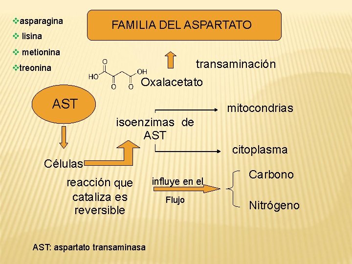  asparagina FAMILIA DEL ASPARTATO lisina metionina transaminación treonina Oxalacetato AST mitocondrias isoenzimas de