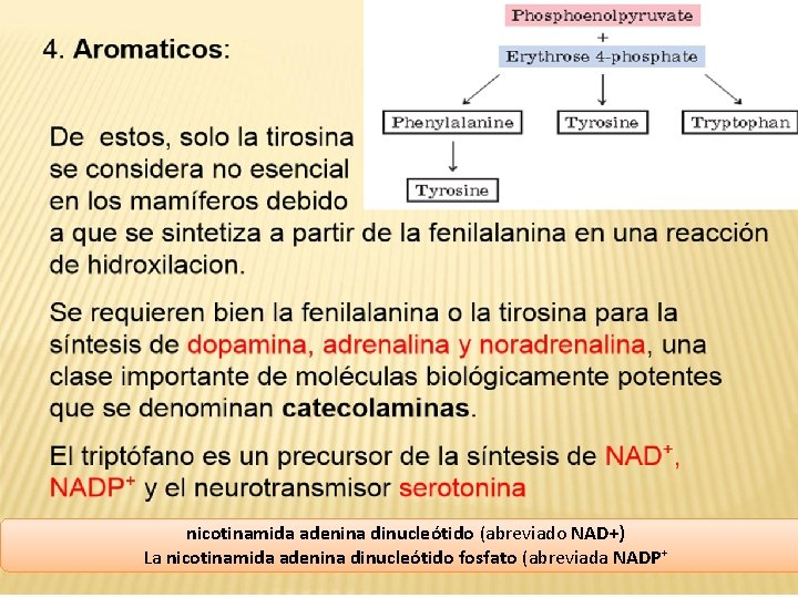 nicotinamida adenina dinucleótido (abreviado NAD+) La nicotinamida adenina dinucleótido fosfato (abreviada NADP+ 
