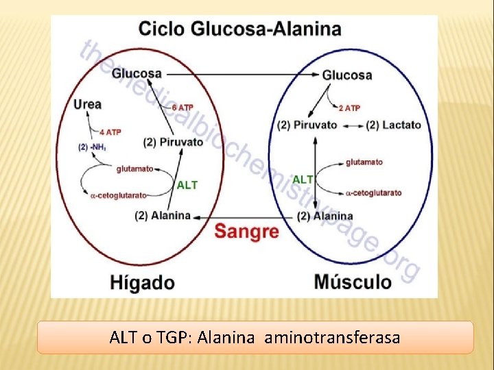 ALT o TGP: Alanina aminotransferasa 