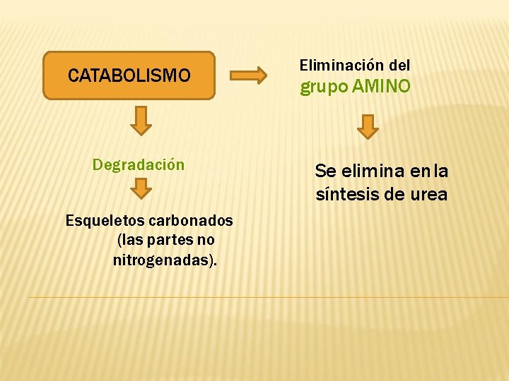 CATABOLISMO Degradación Esqueletos carbonados (las partes no nitrogenadas). Eliminación del grupo AMINO Se elimina