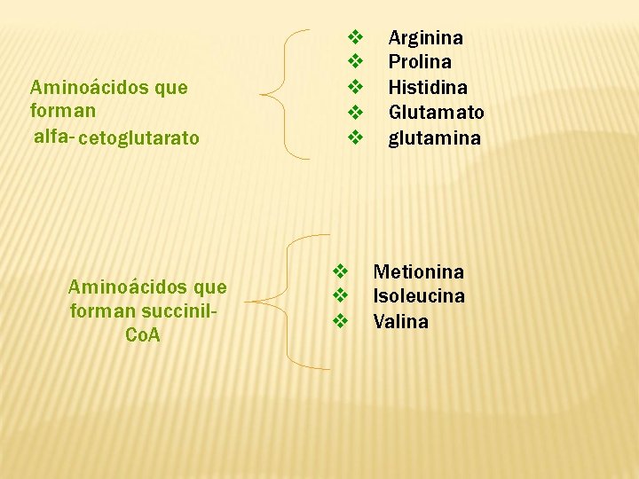 Aminoácidos que forman alfa- cetoglutarato Aminoácidos que forman succinil. Co. A Arginina Prolina Histidina