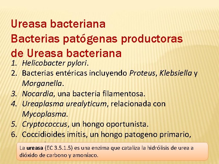 Ureasa bacteriana Bacterias patógenas productoras de Ureasa bacteriana 1. Helicobacter pylori. 2. Bacterias entéricas