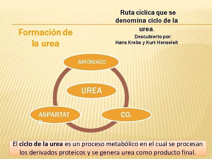 Ruta cíclica que se denomina ciclo de la urea. Formación de la urea Descubierto