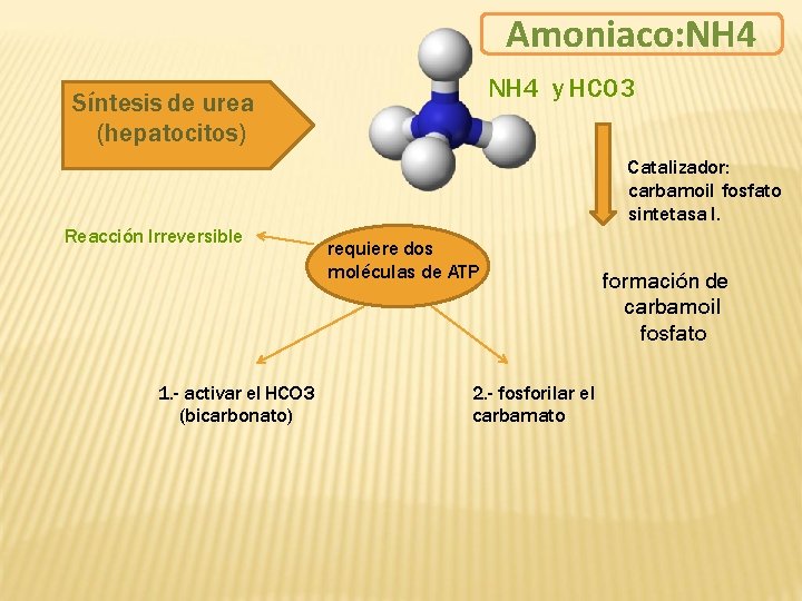 Amoniaco: NH 4 y HCO 3 Síntesis de urea (hepatocitos) Reacción Irreversible 1. -