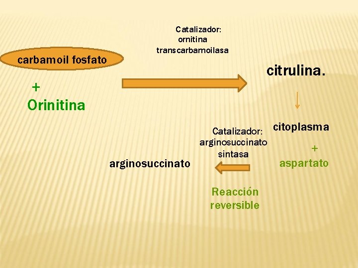 carbamoil fosfato Catalizador: ornitina transcarbamoilasa citrulina. + Orinitina arginosuccinato Catalizador: arginosuccinato sintasa Reacción reversible
