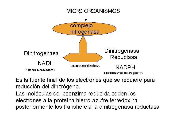 MICRO , ORGANISMOS complejo nitrogenasa Dinitrogenasa Reductasa Dinitrogenasa NADH Bacterias=Procariotas Enzimas catalizadoras NADPH Eucariotas=