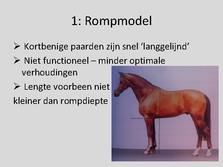 1: Rompmodel Ø Kortbenige paarden zijn snel ‘langgelijnd’ Ø Niet functioneel – minder optimale