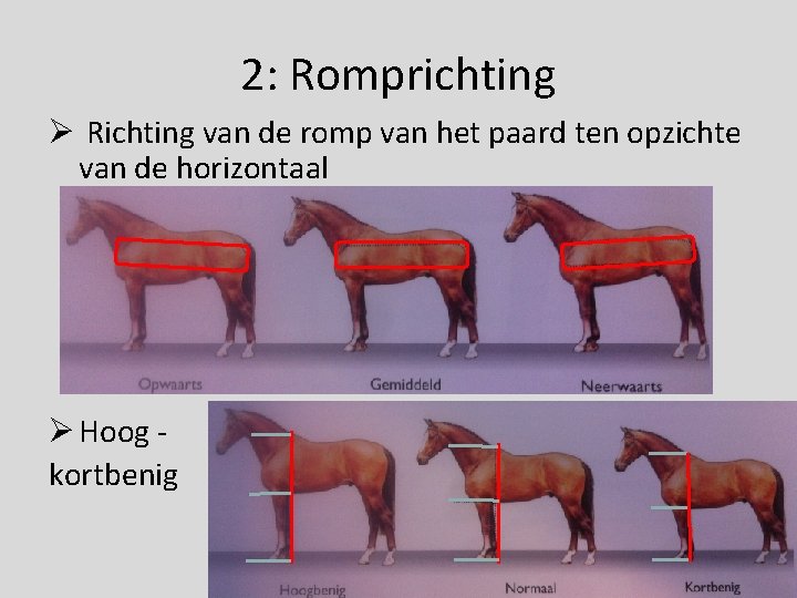 2: Romprichting Ø Richting van de romp van het paard ten opzichte van de