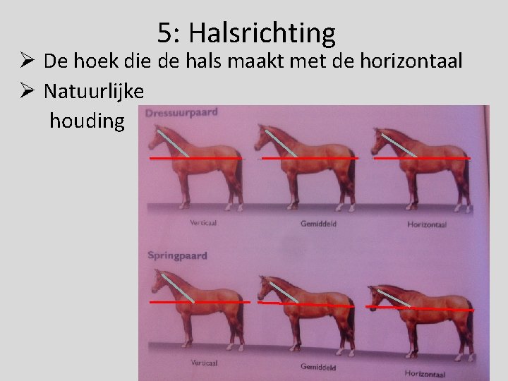 5: Halsrichting Ø De hoek die de hals maakt met de horizontaal Ø Natuurlijke