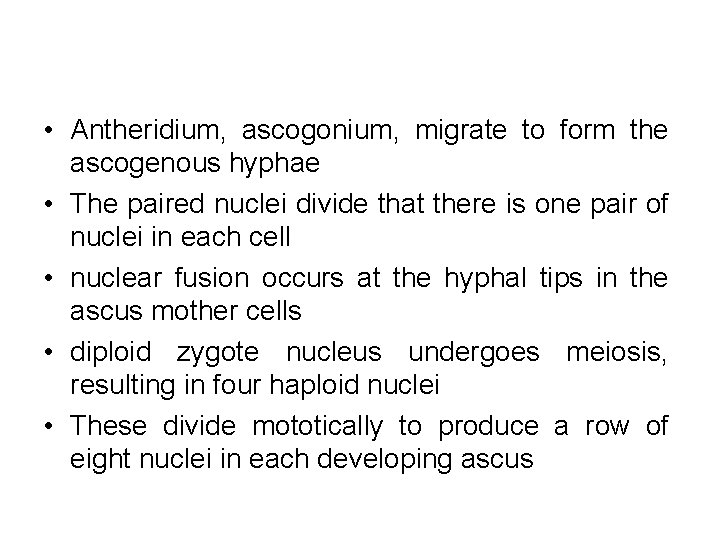  • Antheridium, ascogonium, migrate to form the ascogenous hyphae • The paired nuclei